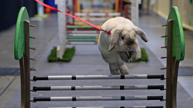 If you can train a rabbit to jump hurdles, like Lighting at Sydney Royal Easter Show, you qualify to own them. Picture: Toby Zerna/News Corp Australia