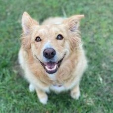 Gold Coast's cutest dogs: Bella. Submitted by Nic Dell Reeves.