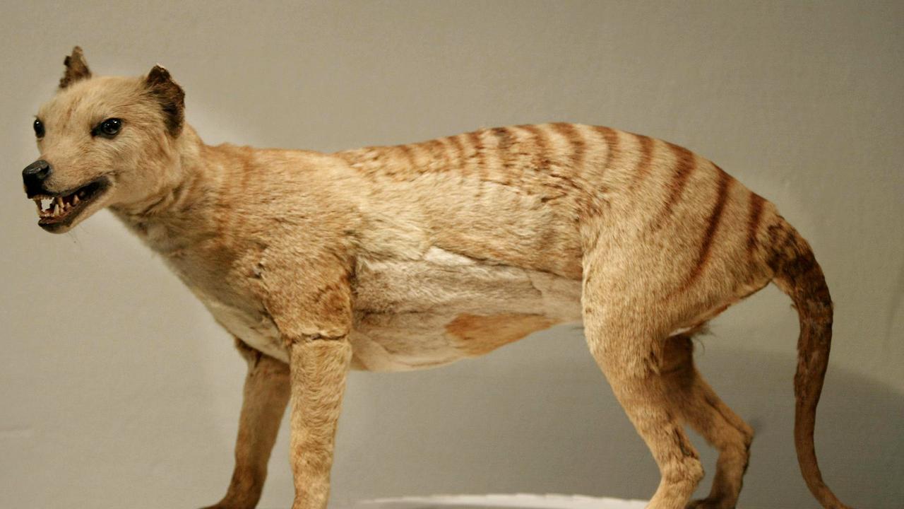 A model of a thylacine on display at a museum in Sydney. Picture: Torsten Blackwood/AFP