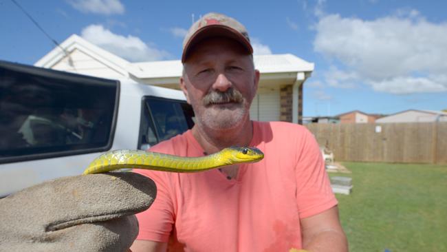 DON'T GET BIT: With six people bitten in Queensland this month, snake catcher Anthony Zink warns people to leave snakes alone and let the professionals take care of wayward snakes. Even this non-venomous green tree snake can deliver a painful bite. Photo taken Tuesday, 24 March 2014.Photo: Max Fleet / NewsMail