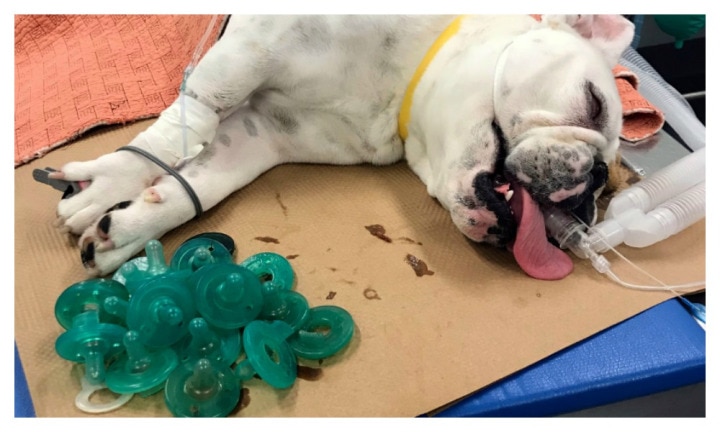 Sick bulldog swallowed 19 baby dummies Kidspot