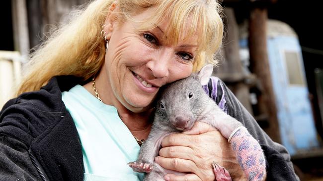 Roz Holme has saved thousands of wombats over the past 30 years. Her latest addition to the injured list arrived with a broken leg and now needs a name. Picture by Peter Lorimer.