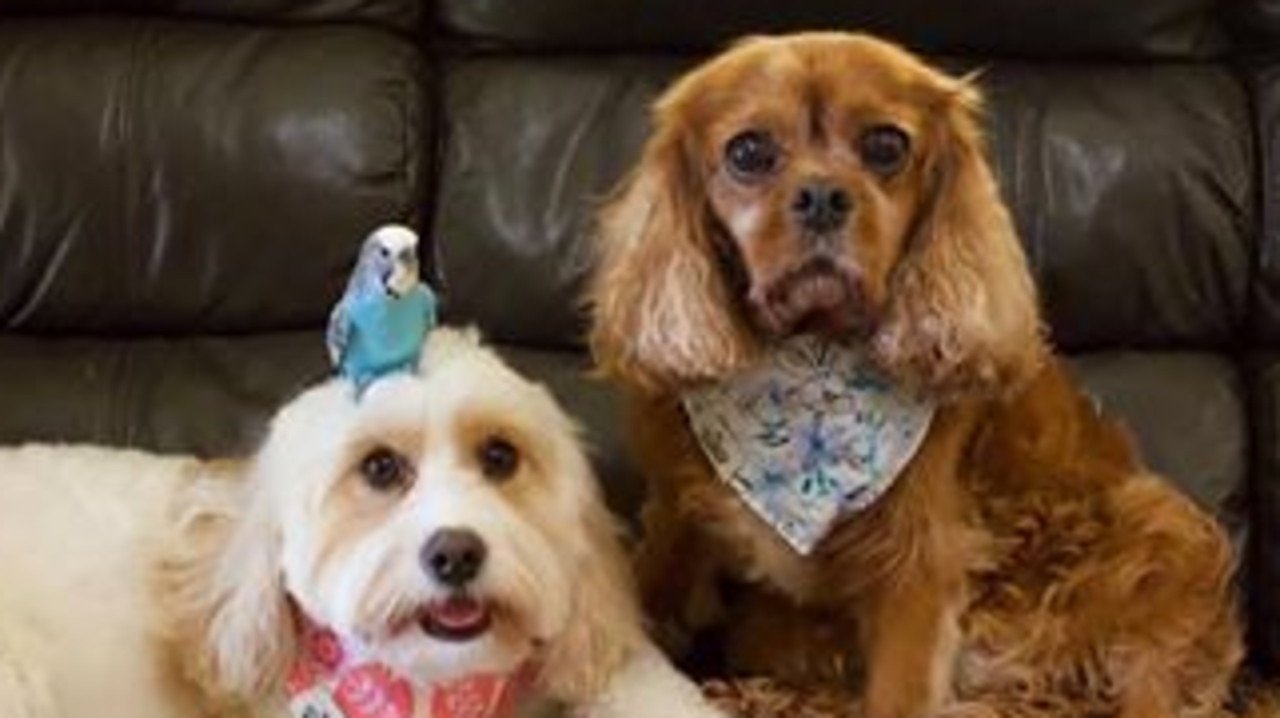 Alecia Owens - This is Lucy (cavoodle on the left) and Ruby (cavalier on the right) with their budgie companion Charlie!