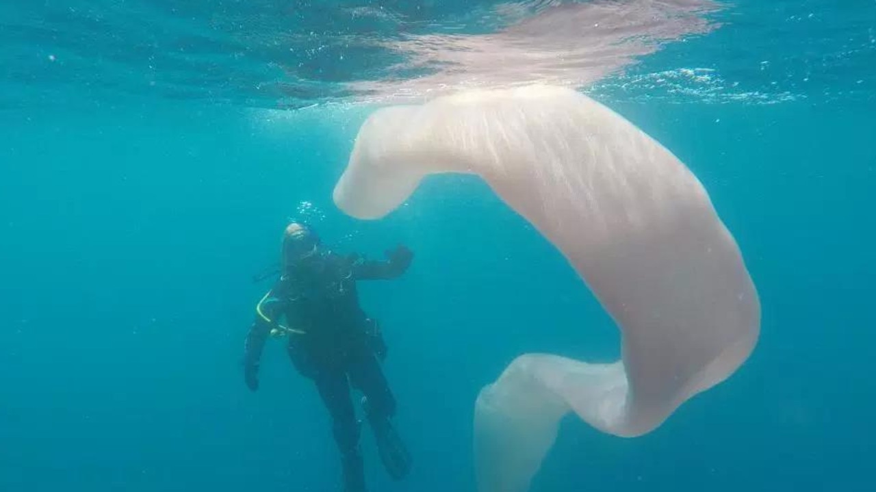 Kids News: Giant pyrosome shocks divers off New Zealand | KidsNews