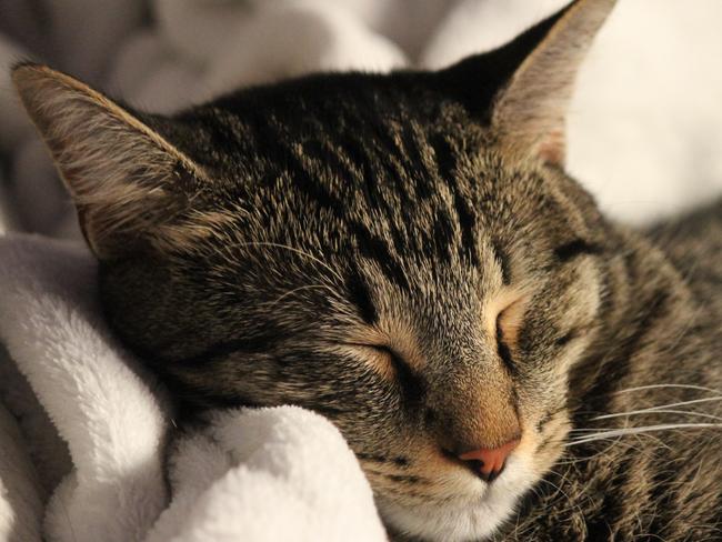 Chewie: Since being fostered and adopted from AWLQ, this beautiful brown tabby is in the lap of luxury.