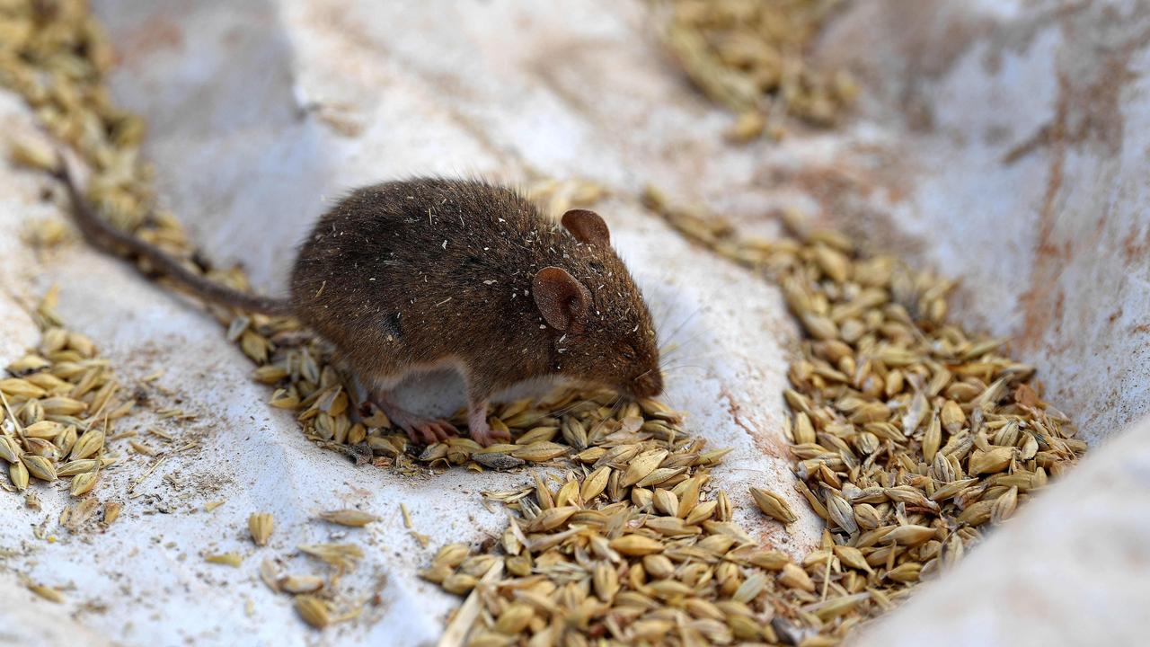 Mouse pressure hits northern NSW and Queensland crops