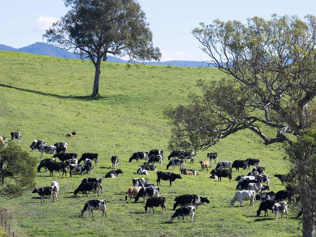 CANBERRA, AUSTRALIA - MAY 19: Cattle grazing near Toothdale, NSW. Picture: NCA NewsWire / Martin Ollman