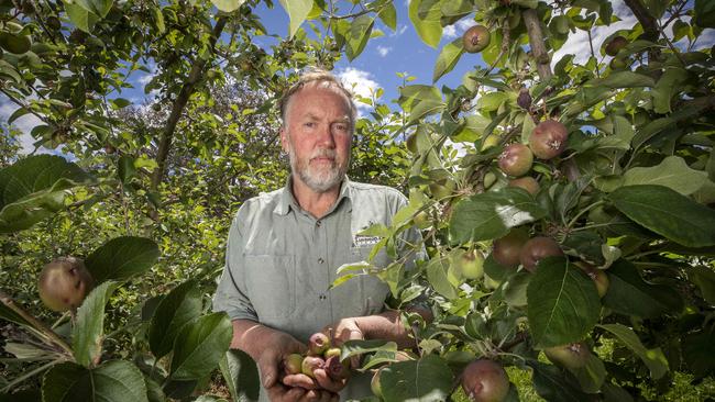 Lucaston Park Orchards owner Andrew Griggs with storm damaged apples. Picture: Chris Kidd