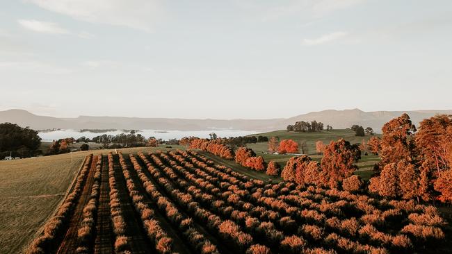 Tasmania Truffles. Picture: Tourism Tasmania