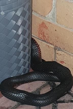 Photo courtesy Brisbane Snake Catchers. Phone 0434 146109. www.brisbane-snake-catcher.com.au