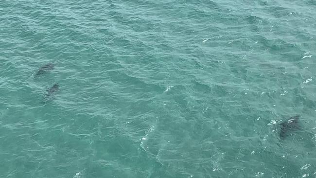 Three sharks were sighted at Aldinga this weekend. Picture: SLSSA