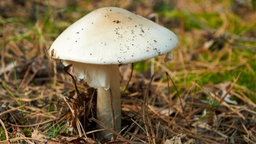 A death cap mushroom.