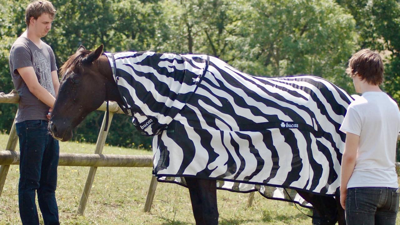 Why Do Zebras Have Stripes? Scientists Camouflaged Horses to Find