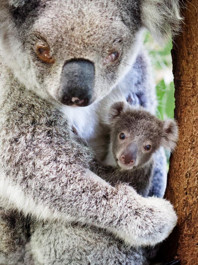 Impacts on koalas have been a key focus during the hearing so far. Photo credit Photos: Brad Mustow/Friends of the Koala