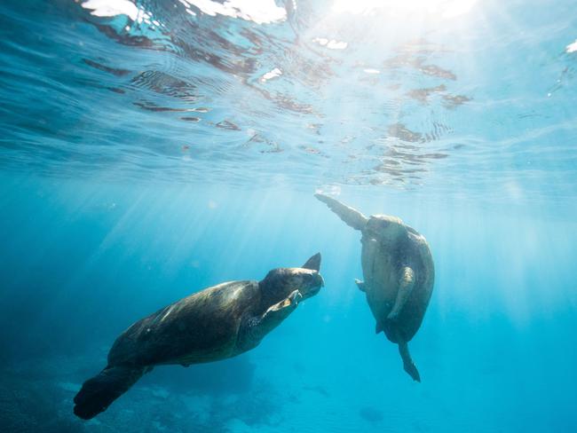 Turtles are at home on the reef. Picture: Luke Marsden.