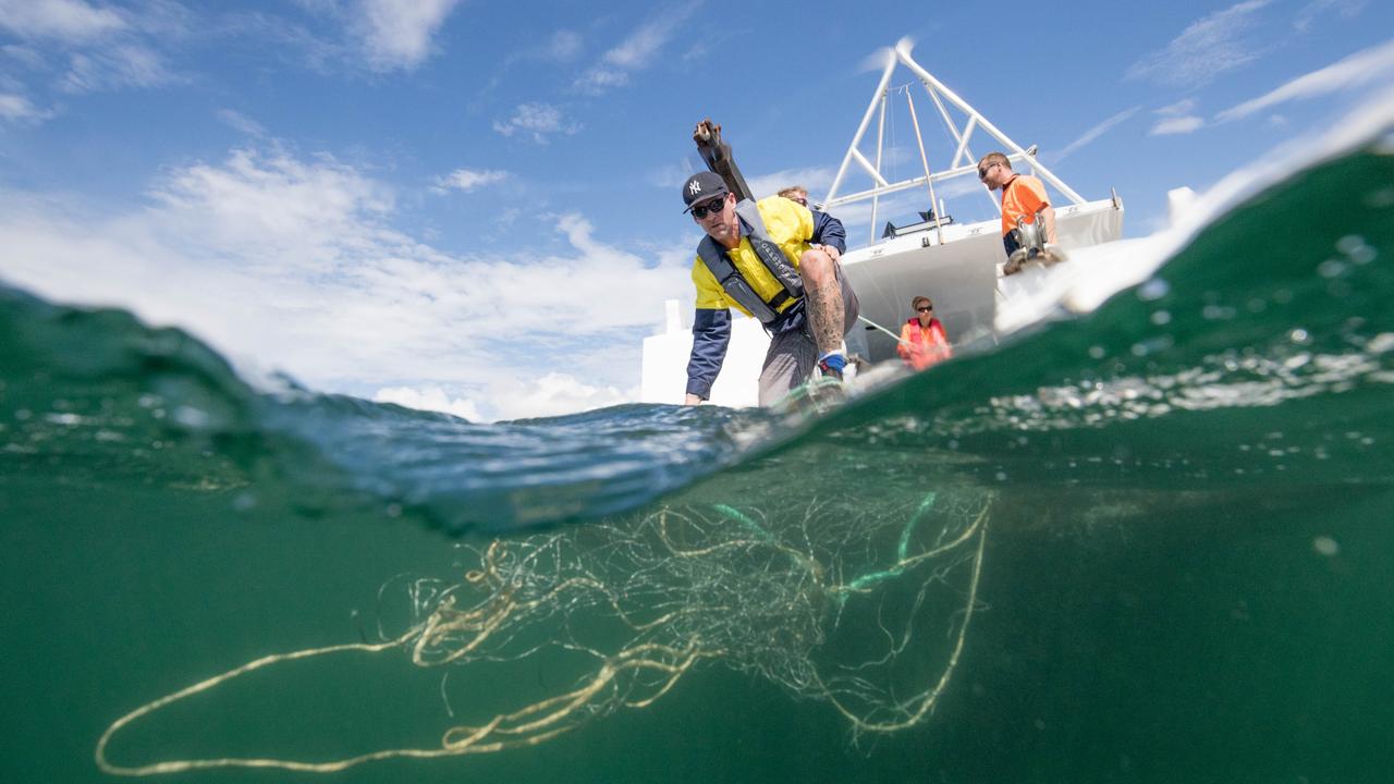 Are shark nets the best way to protect surfers and beachgoers in  Queensland? - ABC News