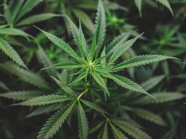 generic cannabis. PIcture: Istock