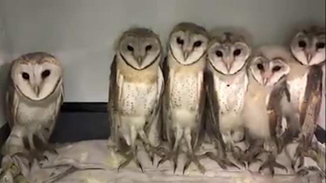 Rescued barn owls