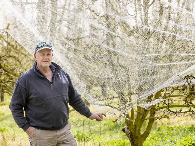 HORTI: Peter Apted -Apteds OrchardsPeter Apted from Apteds Orchards at Arthur's creekPictured: Peter Apted from Apteds Orchards at Arthur's creek. Severe wind damage on nettingPicture: Zoe Phillips