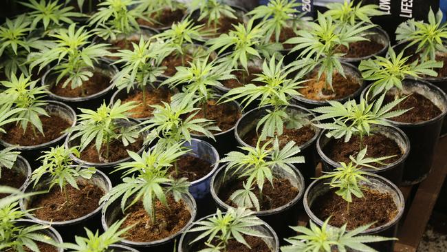 Close to $12 million worth of cannabis plants have been seized by police.