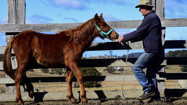 It takes the horses a little while before they are comfortable being around people. Picture: Paul McIver