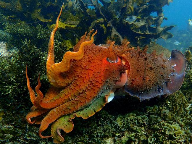 A giant cuttlefish on the hunt. Picture: Ian Donato