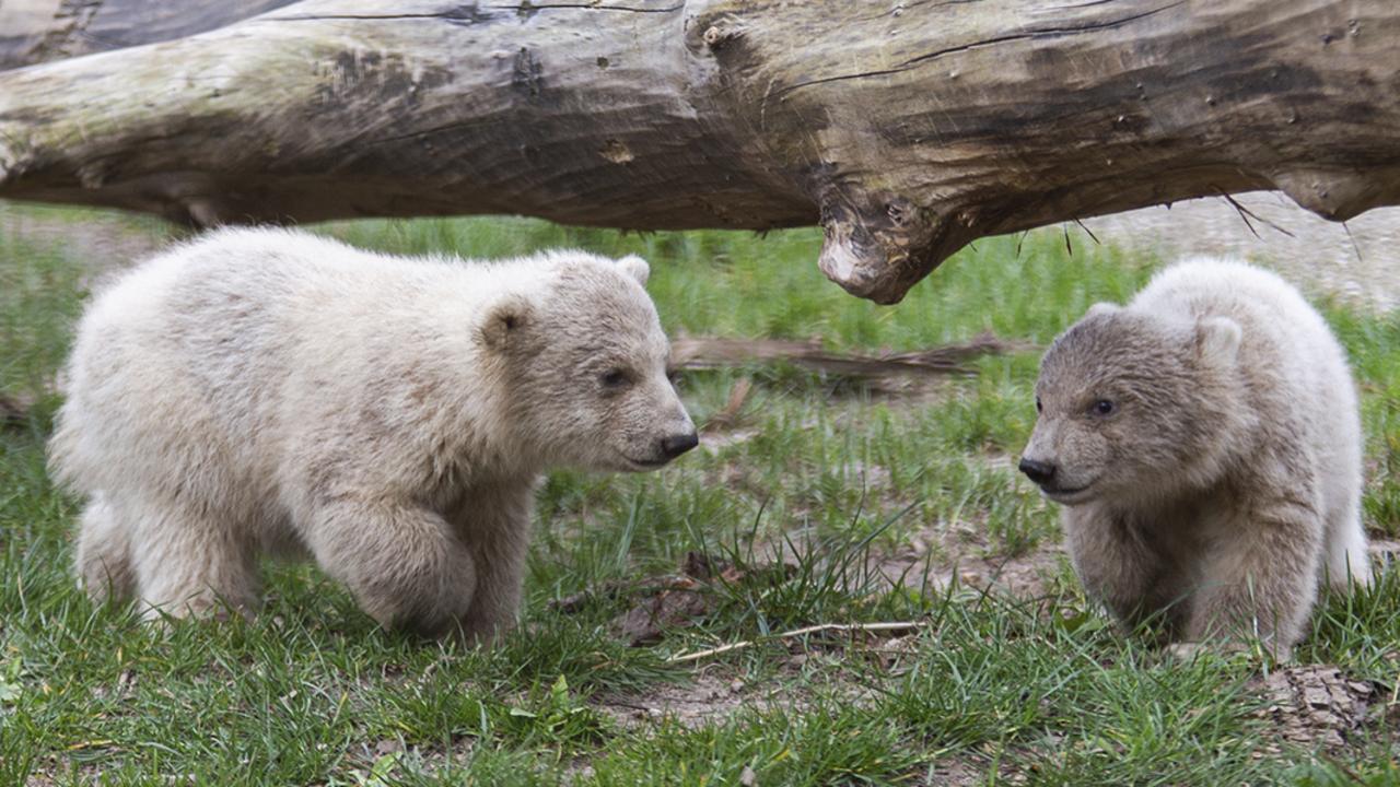 The enclosure was a big novelty after three-and-a-half weeks in the den. Picture: Tonny Hoevers, Ouwehands Zoo via AP