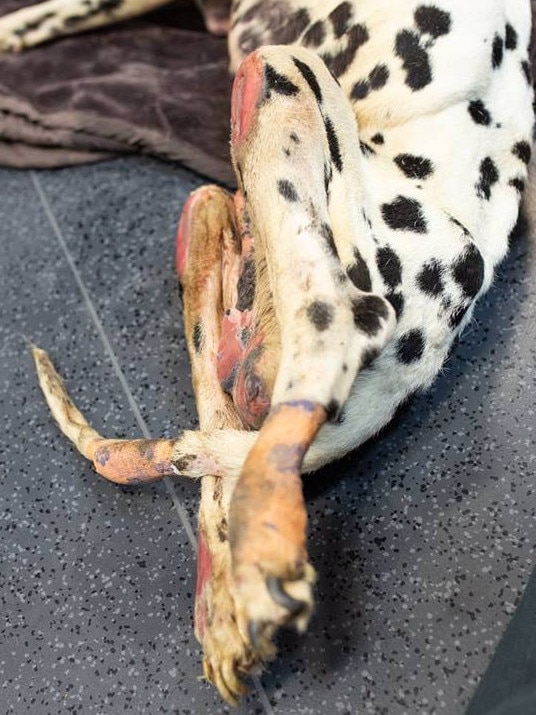 A photo of Barry the Dalmatian’s legs published by the RSPCA following the rescue from Storybrook Farm. Picture: RSPCA