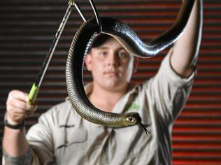 Snake catcher Brandon Wilkinson with an Eastern Brown snake.