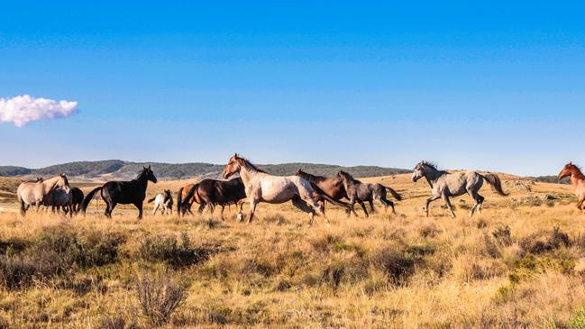 Brumbies in Victoria’s Alpine region will be culled in a bid to protect the environment. Picture: Faraz Mirzaagha