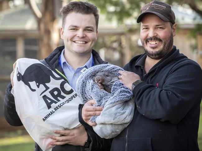 The RACT In collaboration with the Animal Rescue Cooperative will donate 100 animal rescue kits to Bonorong Wildlife Sanctuary. RACT communications manager Ben Hansen and Bonorong Wildlife Sanctuary director Greg Irons with Bingo a 7 month old rescued wombat.  Picture: Chris Kidd