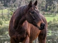 Chatsfield the horse, RSPCA Peninsula Equine Stables