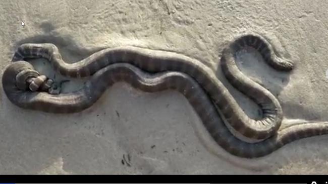 Two file snakes mating in a rare sighting on a beach in Port Douglas in 2020. Picture: Shane Down