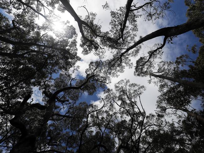 Day 2. View up at tall gum trees on the Cape Pillar track. PICTURE: Richard Jupe