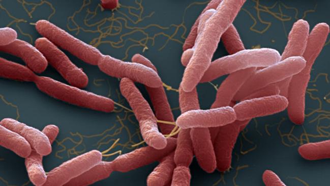 Burkholderia pseudomallei. A bacteria which cause melioidosis, a disease spread through contaminated water and soil.