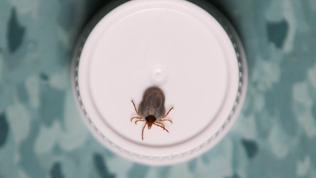 Island veterinarian Candice Snell said she had treated dogs and cats with paralysis ticks, despite not encountering the problem previously. Picture: Brendan Radke