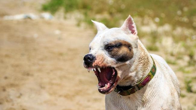 FILE PHOTO (not the actual dog): A couple has been fined $11,000 over a fatal dog attack at Suffolk Park.