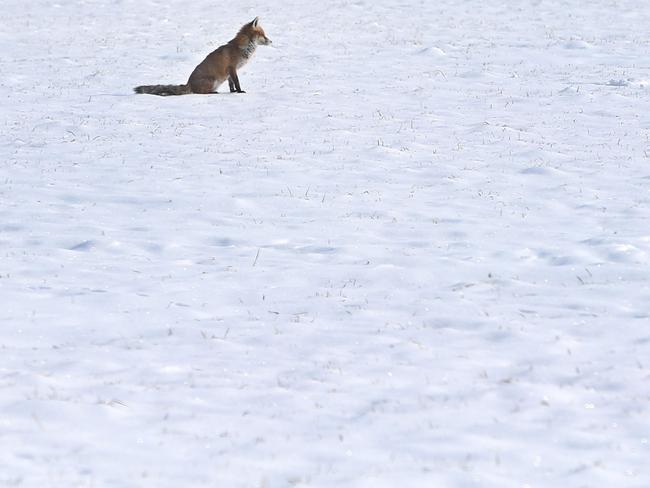 A fox sits on a snow covered meadow in Irsee, southern Germany, on February 27, 2018. A blast of Siberian weather dubbed “The Beast from the East” sent temperatures plunging across much of Europe. Picture: AFP