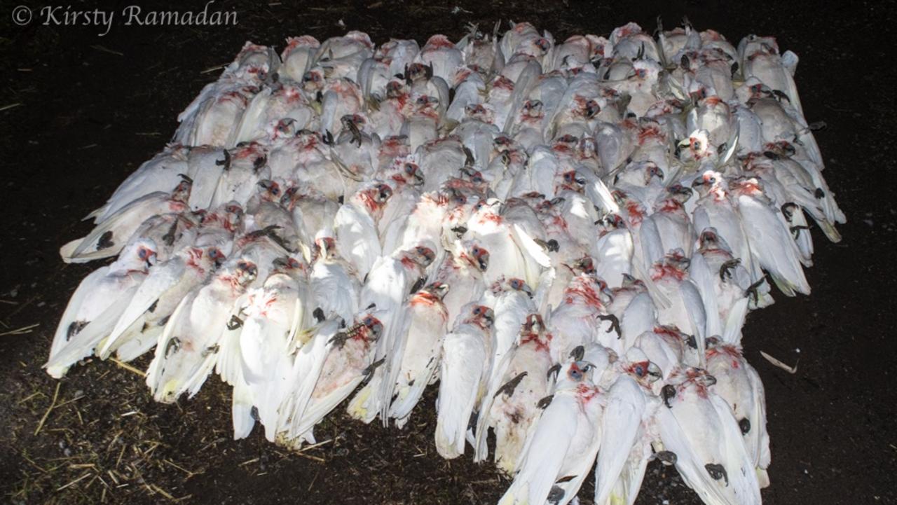 Kirsty Ramadan found more than 100 dead corellas, but warned more were likely suffering. Picture: Kirsty Ramadan/Facebook