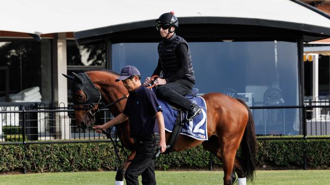 Onamburumai had a look around Rosehill Gardens on Wednesday. Picture: David Swift