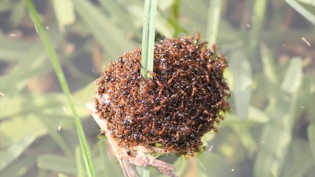 Red fire ants were brought here from the US. Picture: Supplied