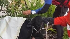 A calf swept away in floodwater was found on the banks of the Bellinger River at Raleigh and attended to by Fire and Rescue NSW firefighters.