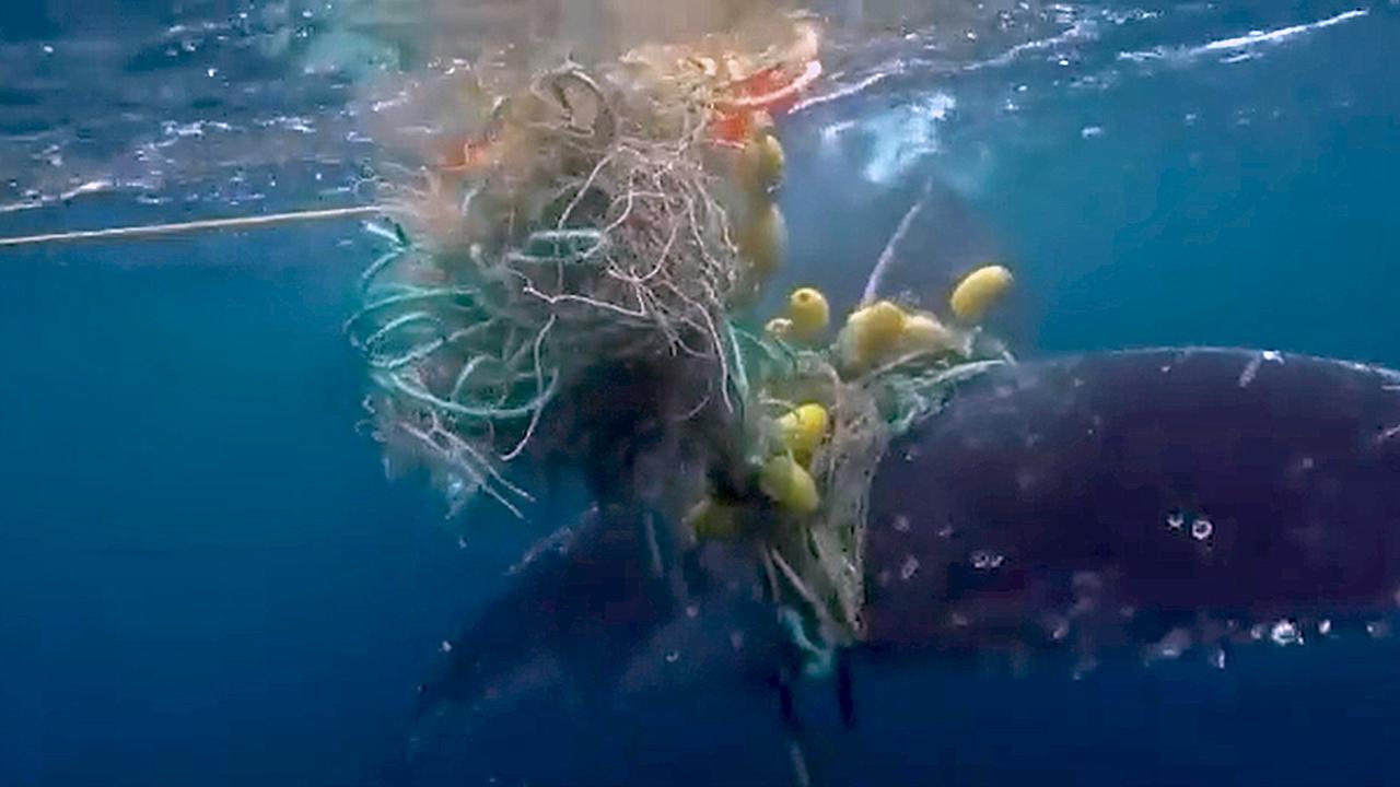 The whale had hundreds of metres of netting attached but can now swim freely. Picture: Twitter