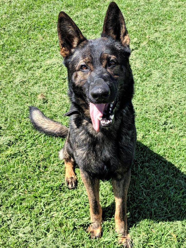 Xtra and another police dog were found dead in a car. Picture: NSW Police