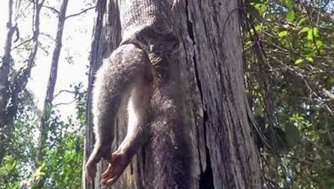 Snake eats possuм while hanging upside down froм tree in Queensland | The Courier Mail