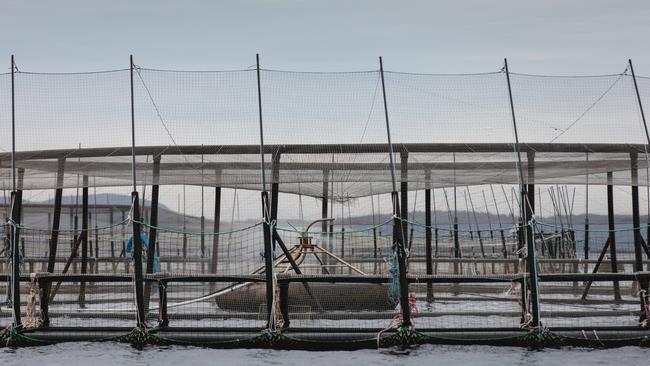 A Huon Aquaculture fish pen moored at its Yellow Bluff lease in Storm Bay. Picture: Huon Aquaculture