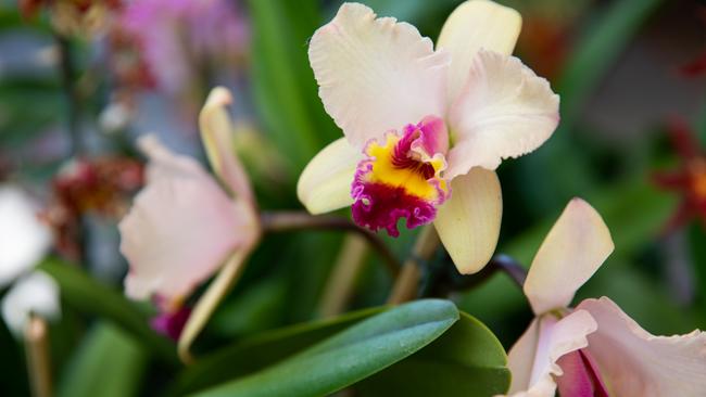 COPYRIGHT WARNING for Moreton Life ONLY. Phone Kylie Knight 3480 8226. Caboolture Orchid Society is preparing for its winter show.