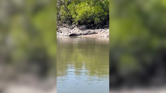 Big saltwater crocodile spotted