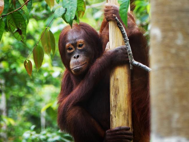 Students said they found the orang-utans are “just like us” Picture: Darek Figa