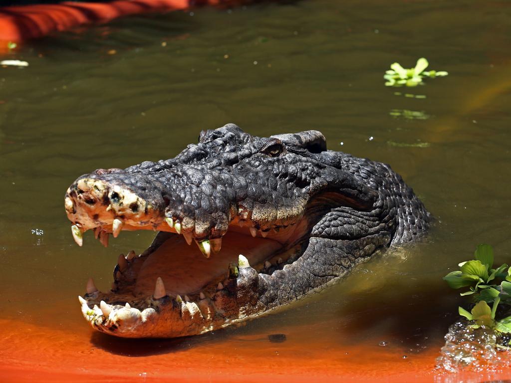 Cassius, world’s longest saltwater crocodile in captivity dies | The ...